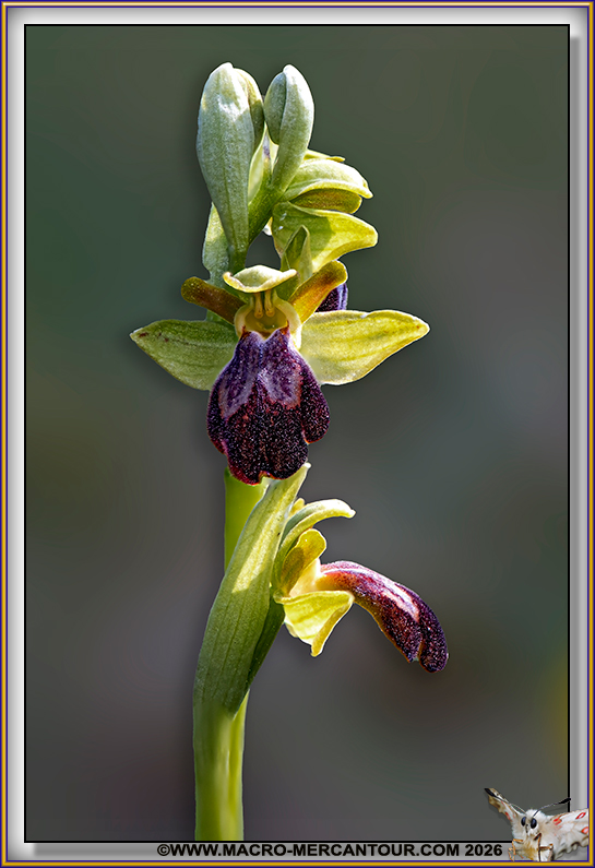 Ophrys brun